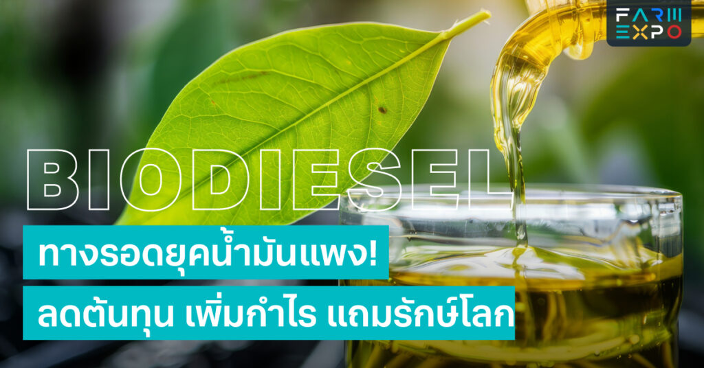 ไบโอดีเซล (Biodiesel): ทางรอดเกษตรกรไทยยุคน้ำมันแพง! ลดต้นทุน เพิ่มกำไร แถมรักษ์โลก FarmExpo Content 21