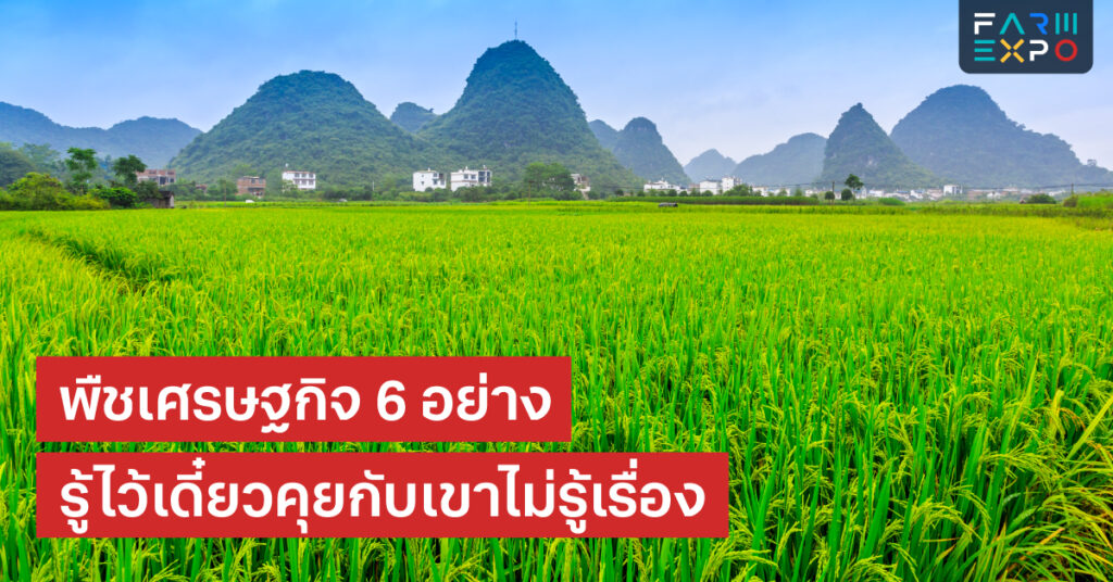 6 พืชเศรษฐกิจไทยที่ต้องรู้จัก! เจาะลึกแหล่งรายได้หลักและการเติบโตที่ยั่งยืน FarmExpo Content 25