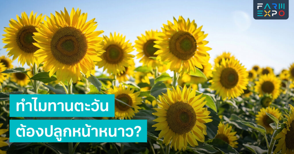 ทำไมทานตะวันต้องปลูกหน้าหนาว? 9 ทำไมทานตะวันต้องปลูกหน้าหนาว? FarmExpo Content 9