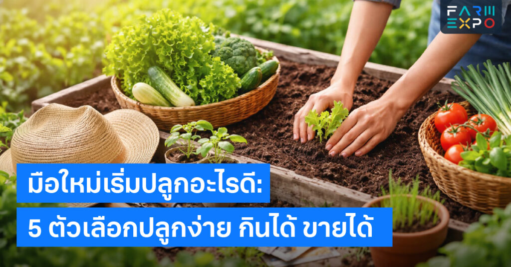 มือใหม่เริ่มปลูกอะไรดีปลูกผักง่ายๆ, ผักอายุสั้น, ปลูกในกระถาง, ปลูกกินเอง, ปลูกอะไรขายดี