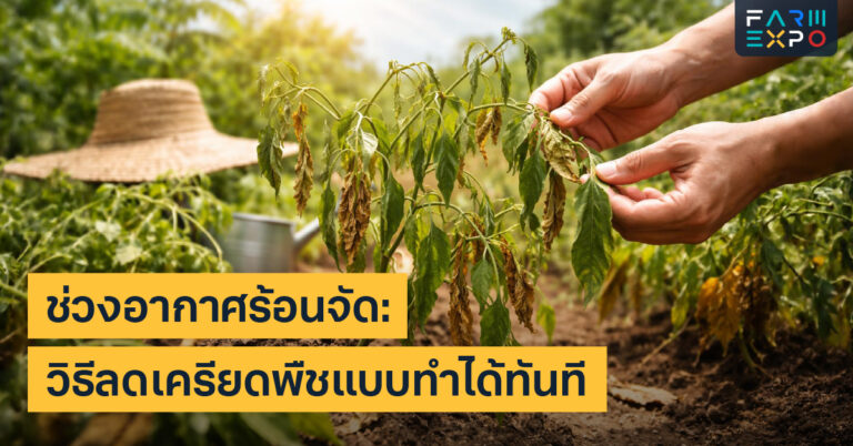 พืชเครียดจากร้อนใบไหม้, ดอกร่วง, คลุมดิน, พรางแสง, รดน้ำเวลาไหนดี