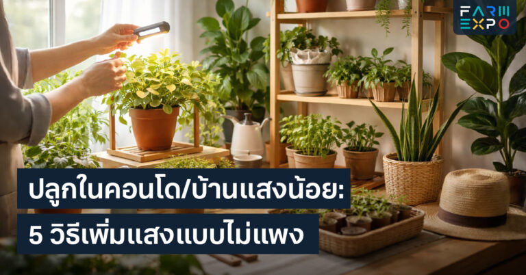 ปลูกผักแสงน้อยปลูกผักในคอนโด, แสงไม่พอทำไง, กระถางย้ายแดด, ไฟปลูก, สมุนไพร