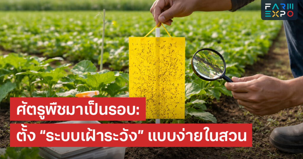 เฝ้าระวังศัตรูพืชIPM เบื้องต้น, แมลงระบาด, กับดักแมลง, ตรวจแปลง, ลดการสูญเสีย