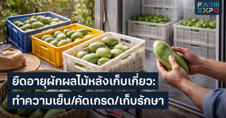 ยืดอายุผักผลไม้หลังเก็บเกี่ยว, คัดเกรด, เก็บผักให้สด, โซ่ความเย็น, ลดของเสีย