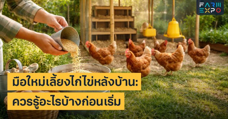 เลี้ยงไก่ไข่หลังบ้านเริ่มเลี้ยงไก่, โรงเรือนไก่, อาหารไก่, สุขอนามัย, ไข่สด