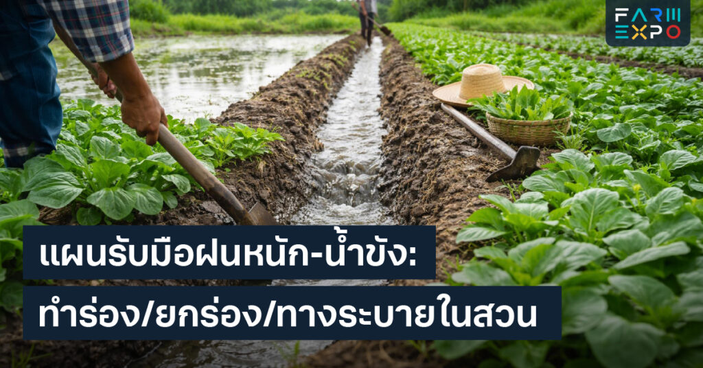 แก้ปัญหาน้ำขังฝนหนักน้ำท่วมสวน, ยกร่องปลูกผัก, ทำร่องระบายน้ำ, รากเน่า, ฟื้นต้นหลังน้ำท่วม