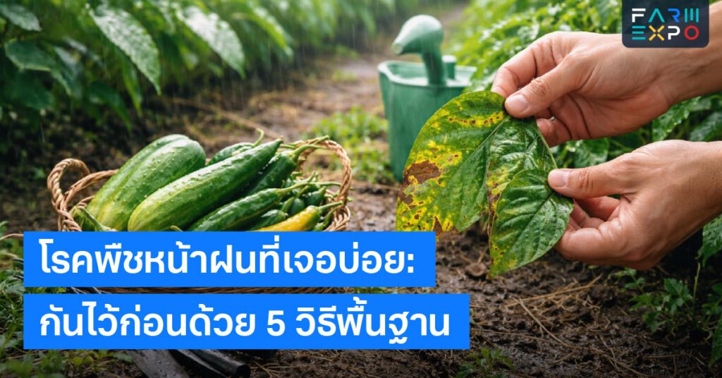 โรคพืชหน้าฝนเชื้อรา, ใบจุด, โคนเน่า, ระบายอากาศ, ลดความชื้น