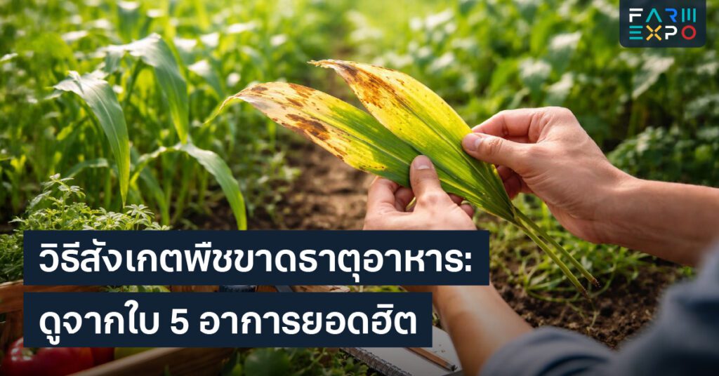 ใบพืชขาดธาตุใบเหลือง, ขาดไนโตรเจน, ขาดโพแทสเซียม, ปุ๋ยใส่ยังไง, อาการพืช