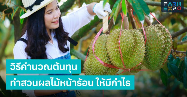 Home 13 วิธีคำนวณต้นทุนธุรกิจการเกษตร, การตลาดผลไม้, วางแผนรายได้, ตั้งราคาสินค้าเกษตร, บัญชีฟาร์ม