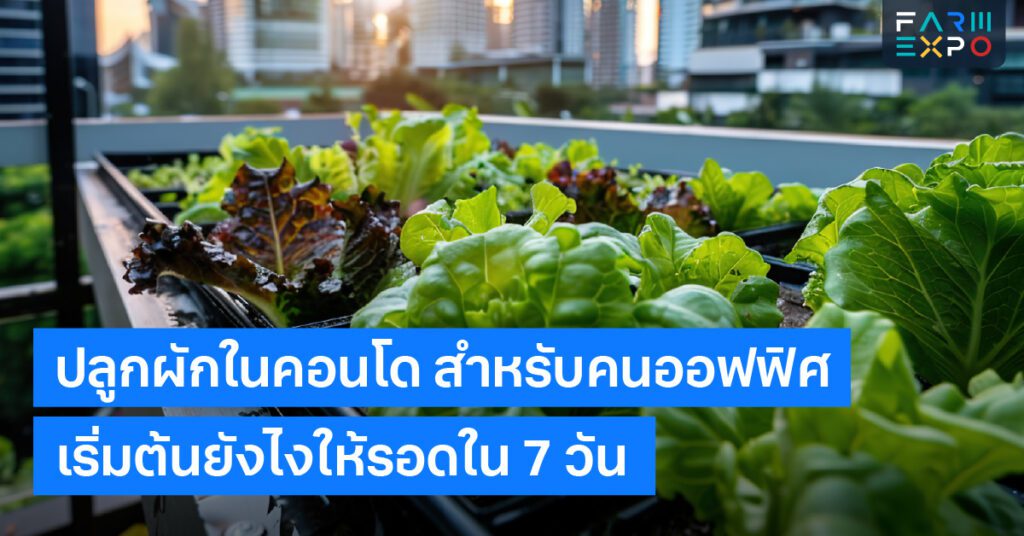 ปลูกผักในคอนโดเกษตรมือใหม่, ผักสวนครัวระเบียง, วิธีปลูกผักพื้นที่น้อย, สวนคนเมือง, ผักโตไว