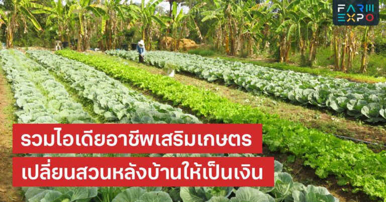 Home 16 อาชีพเสริมเกษตรเกษตรชุมชน, รายได้เสริม, ฟาร์มขนาดเล็ก, ขายผักสวนหลังบ้าน, ธุรกิจชุมชน