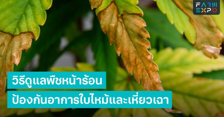 Home 15 วิธีดูแลพืชหน้าร้อนอากาศร้อนจัด, พืชช็อกแดด, การจัดการน้ำ, โรคพืชเมษายน, บำรุงต้นไม้