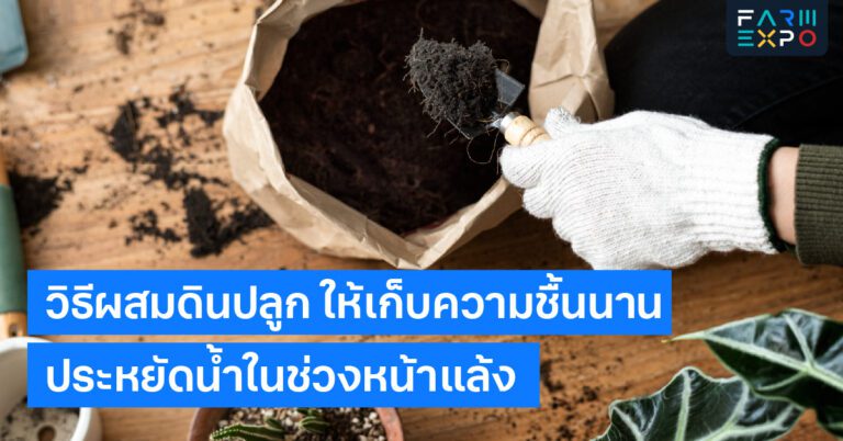 Home 14 วิธีผสมดินปลูกปรุงดิน, ดินร่วนซุย, สูตรดินปลูกผัก, เทคนิคทำสวน, ประหยัดน้ำเกษตร