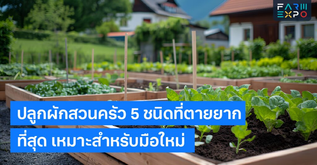 ปลูกผักสวนครัวเกษตรเริ่มแรก, ผักทนแดด, พืชตายยาก, เริ่มต้นทำสวน, วิธีดูแลผัก