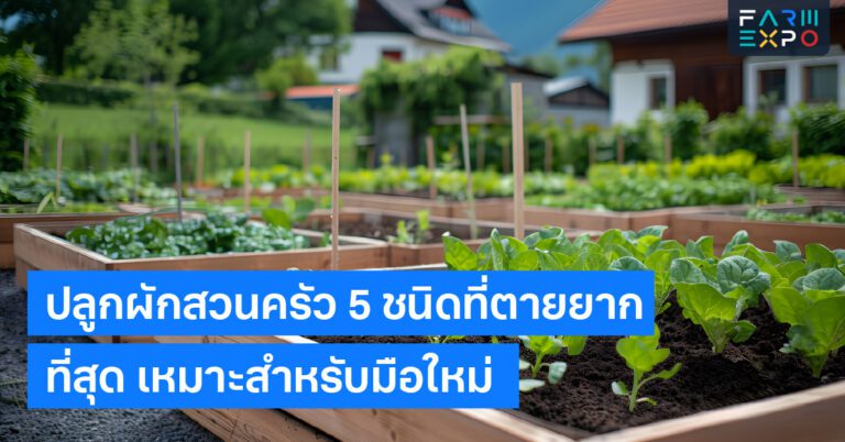 ปลูกผักสวนครัวเกษตรเริ่มแรก, ผักทนแดด, พืชตายยาก, เริ่มต้นทำสวน, วิธีดูแลผัก