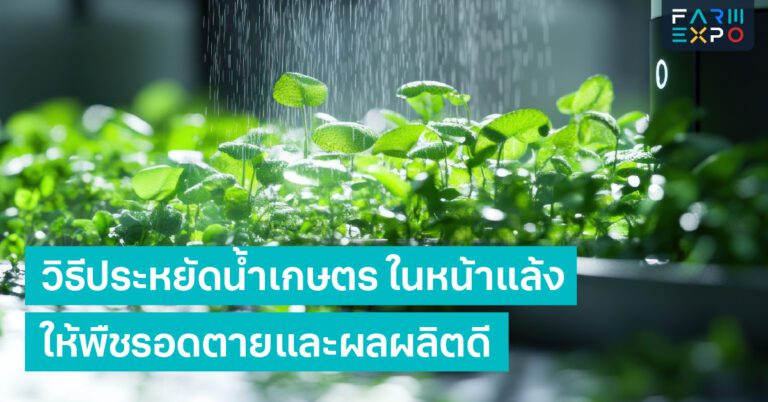 วิธีประหยัดน้ำเกษตรวางแผนรดน้ำ, ระบบน้ำหยด, เกษตรหน้าแล้ง, พืชทนแล้ง, บริหารจัดการน้ำ