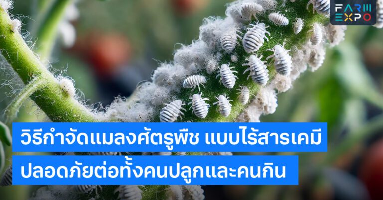 วิธีกำจัดแมลงศัตรูพืชเกษตรอินทรีย์, สารชีวภัณฑ์, น้ำส้มควันไม้, กำจัดเพลี้ย, ป้องกันแมลง