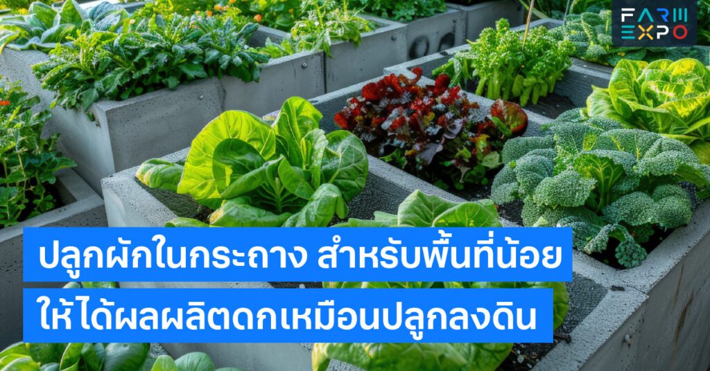 ปลูกผักในกระถางเกษตรพื้นที่จำกัด, ผักสวนครัวระเบียง, วิธีดูแลต้นไม้กระถาง, ปรุงดินกระถาง, สวนครัวเล็กๆ