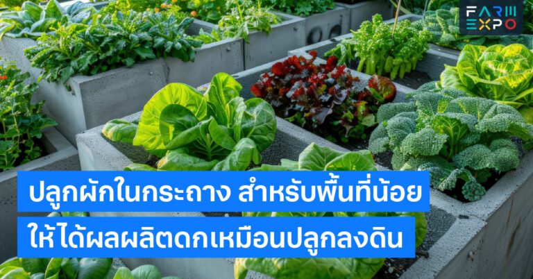 ปลูกผักในกระถางเกษตรพื้นที่จำกัด, ผักสวนครัวระเบียง, วิธีดูแลต้นไม้กระถาง, ปรุงดินกระถาง, สวนครัวเล็กๆ