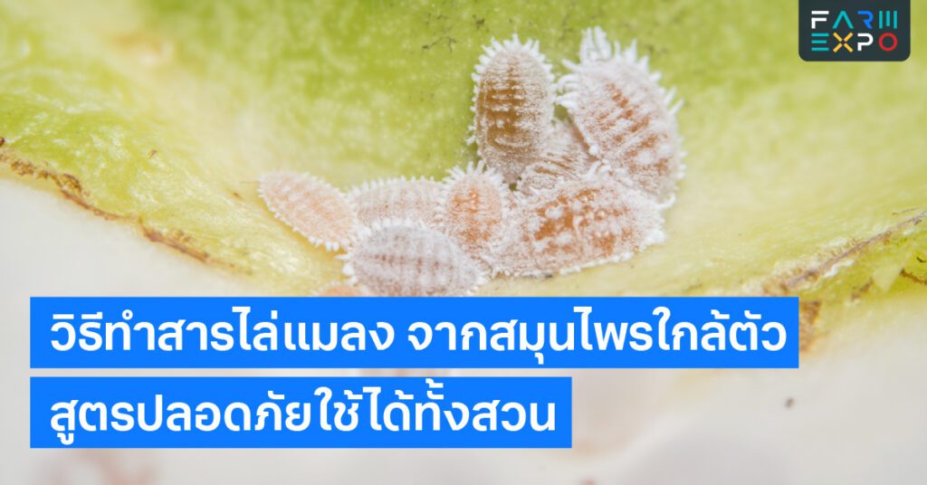 วิธีทำสารไล่แมลงสเปรย์สมุนไพร, กำจัดแมลงอินทรีย์, พริกไล่แมลง, เกษตรปลอดสาร, สมุนไพรในครัว