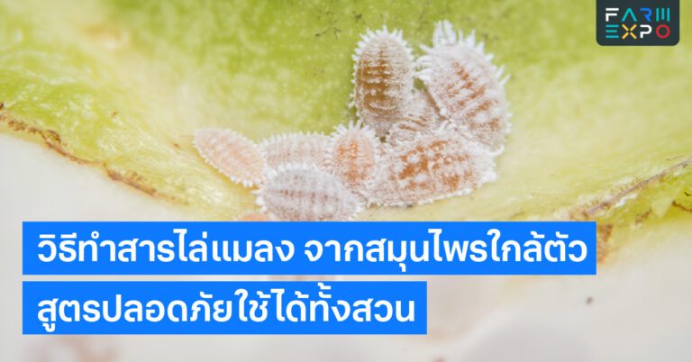 วิธีทำสารไล่แมลงสเปรย์สมุนไพร, กำจัดแมลงอินทรีย์, พริกไล่แมลง, เกษตรปลอดสาร, สมุนไพรในครัว