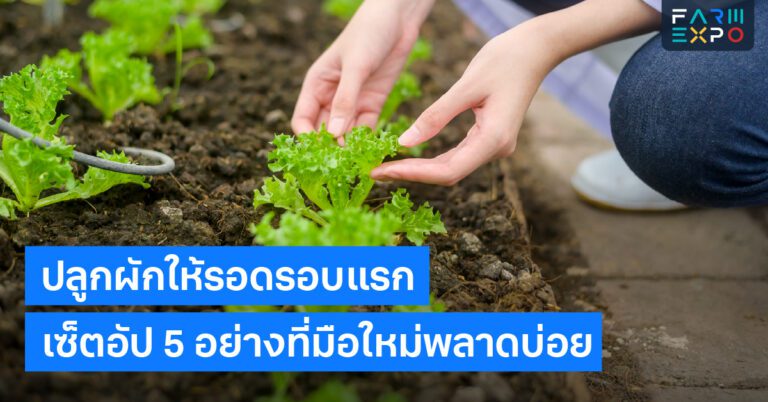 ปลูกผักมือใหม่ดินปลูก, กระถาง, แสงแดด, รดน้ำ