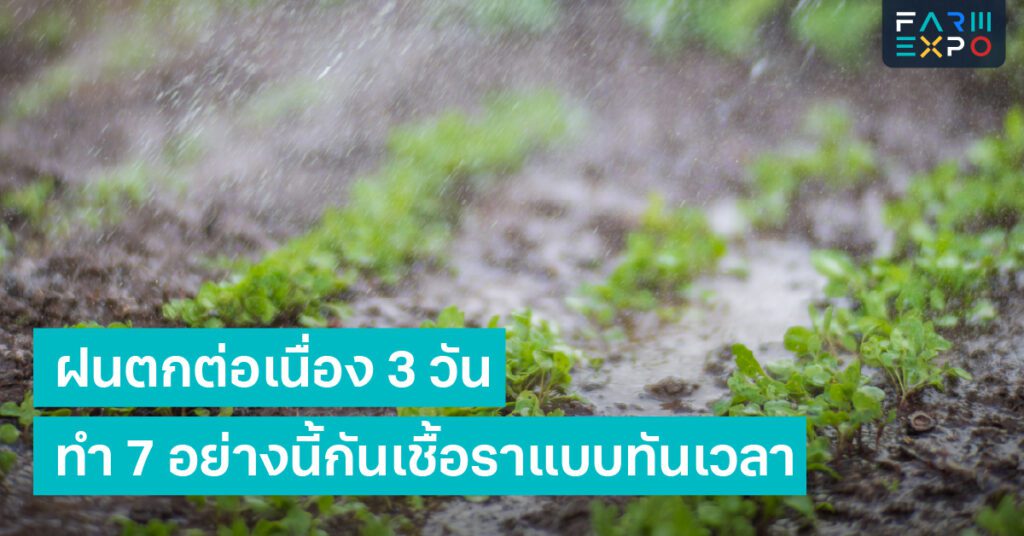 กันเชื้อราหน้าฝนความชื้นสูง, ระบายอากาศ, ตัดใบ, น้ำขัง