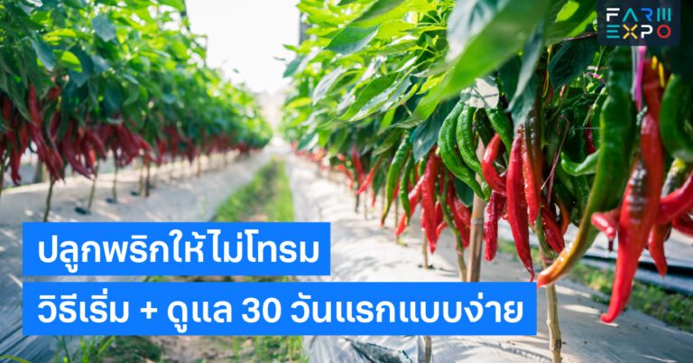 ปลูกพริกมือใหม่ดินปลูก, แดด, แตกกิ่ง, ปุ๋ยคอก