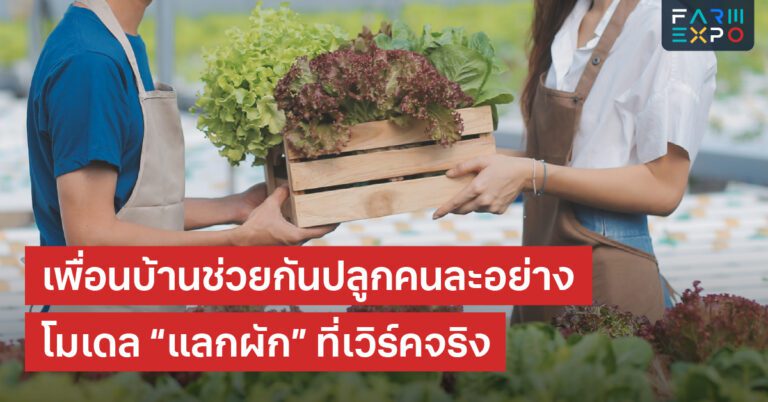 Home 13 แลกผักชุมชนปลูกแบ่งชนิด, ลดต้นทุน, แชร์ผลผลิต, ความสัมพันธ์