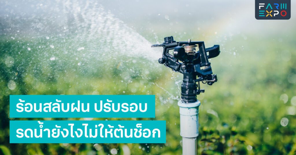 ปรับรอบรดน้ำอากาศแปรปรวน, ดินแฉะ, รากเน่า, รดน้ำเวลาไหนดี