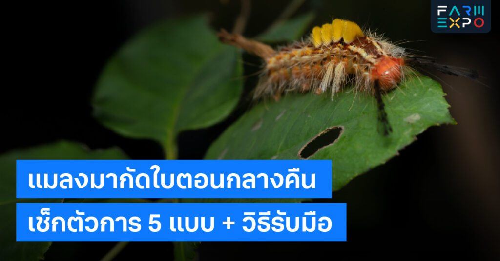 แมลงกัดใบกลางคืนหนอน, หอยทาก, กับดัก, เก็บซากใบ