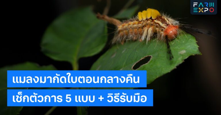 แมลงกัดใบกลางคืนหนอน, หอยทาก, กับดัก, เก็บซากใบ