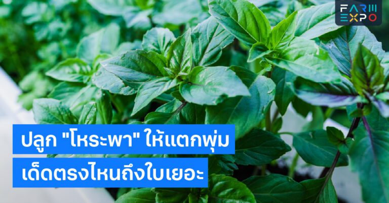 ปลูกโหระพาเด็ดปลายยอด, แสงแดด, ปุ๋ยอินทรีย์, รดน้ำ