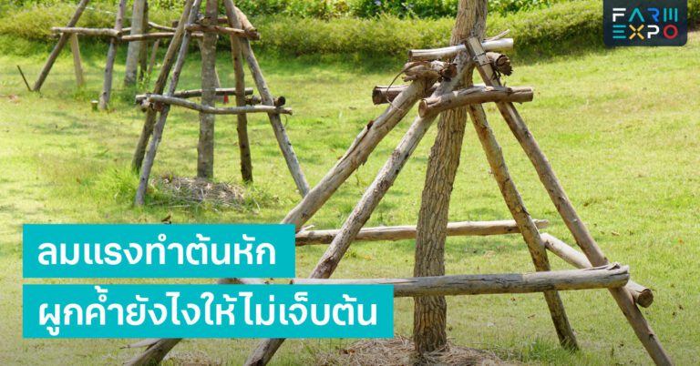 Home 13 ผูกค้ำต้นไม้ค้ำต้น, ผูกเชือก, ลมแรง, กิ่งหัก
