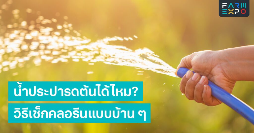 น้ำประปารดต้นได้ไหมคลอรีน, พักน้ำ, รากไหม้, ใบเหลือง