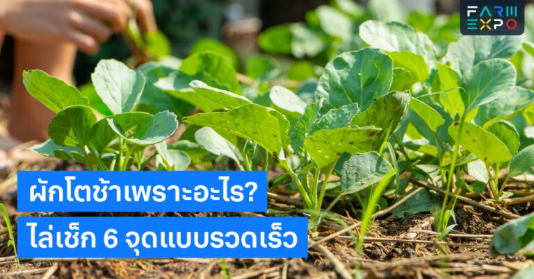 Home 13 ผักโตช้าแสงไม่พอ, ดินแน่น, น้ำมากไป, ขาดธาตุ