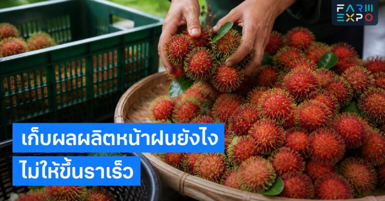 ปลูกผักหน้าฝนมือใหม่ปลูกผัก, ผักหน้าฝน, น้ำขัง, เชื้อรา