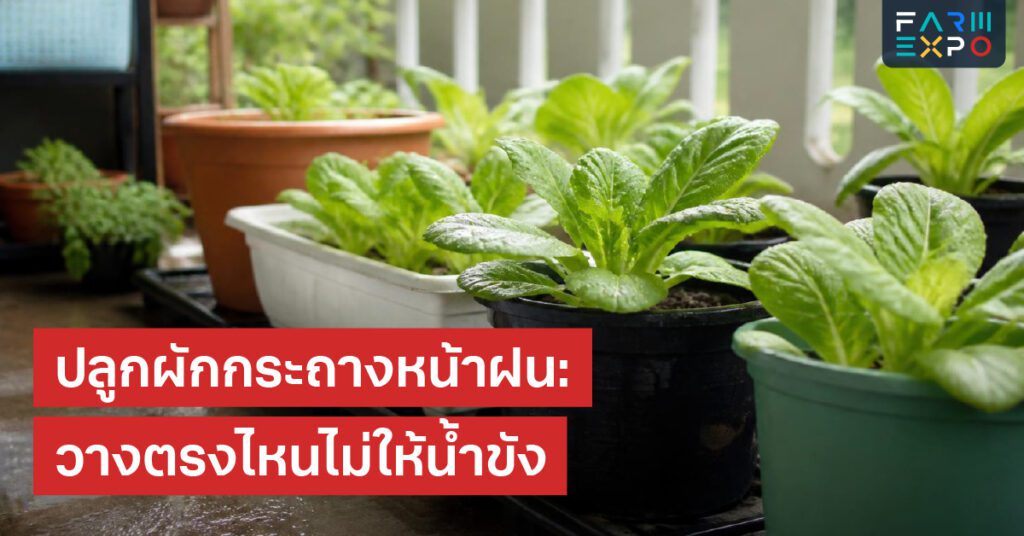 รับออเดอร์หน้าฝนรอบส่ง, ขนส่งผัก, พรีออเดอร์, ลดคืนของ