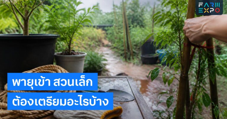 ตลาดชุมชนหน้าฝนจัดบูธขายของ, กันฝน, แพ็กสินค้า, ขายผัก