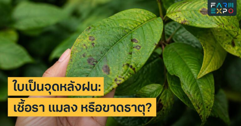 Home 15 รับมือพายุในสวนลมแรง, ฝนหนัก, น้ำขัง, ฟื้นต้นหลังฝน