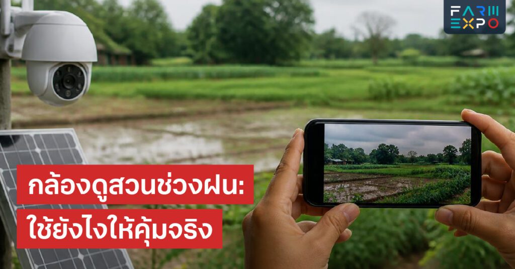 ใบเป็นจุดโรคใบจุด, เชื้อรา, แมลงกัดใบ, ขาดธาตุ