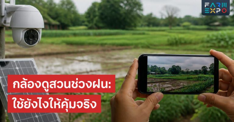 ใบเป็นจุดโรคใบจุด, เชื้อรา, แมลงกัดใบ, ขาดธาตุ