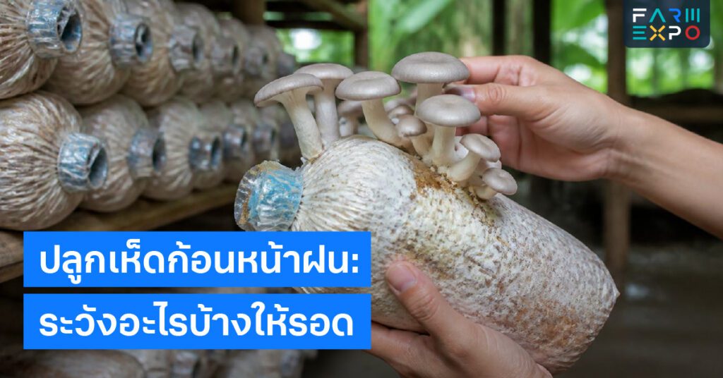 โปรโมชันสินค้าเกษตรลดราคา, แพ็กคู่, ของเสีย, กระตุ้นยอดขาย
