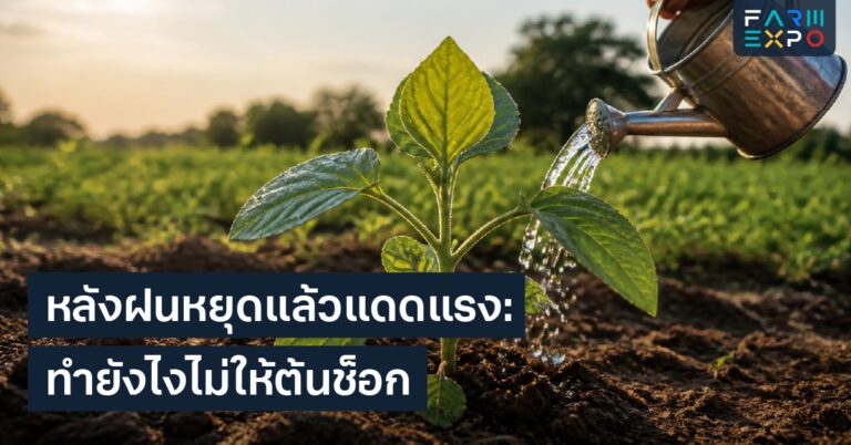 เด็กปลูกผักกิจกรรมครอบครัว, ปลูกผักง่ายๆ, เรียนรู้ธรรมชาติ, สวนครัว
