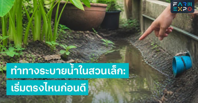 ต้นไม้ช็อกจากแดดหลังฝนแดดแรง, ใบไหม้, คลุมดิน, รดน้ำ