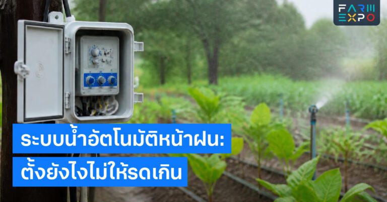 ทำทางระบายน้ำน้ำขัง, ร่องน้ำ, แปลงยก, ดินแฉะ