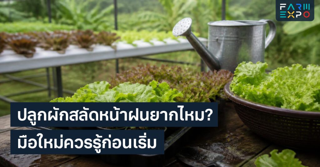 ขายผลผลิตแบบสมาชิกsubscription, ตะกร้าผัก, รายได้ประจำ, รอบส่ง