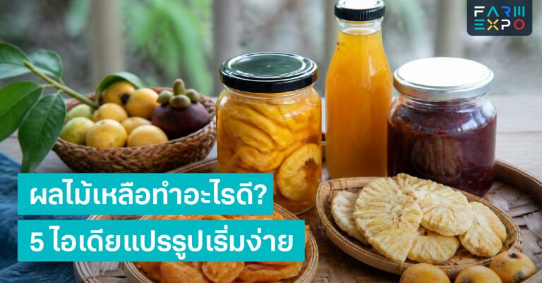 ปลูกผักสลัดหน้าฝนผักสลัด, เชื้อรา, โรงเรือนเล็ก, น้ำขัง