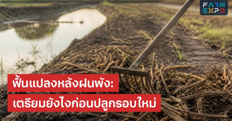 Home 15 ฝนทิ้งช่วงวางแผนน้ำ, คลุมดิน, ระบบน้ำหยด, รากตื้น