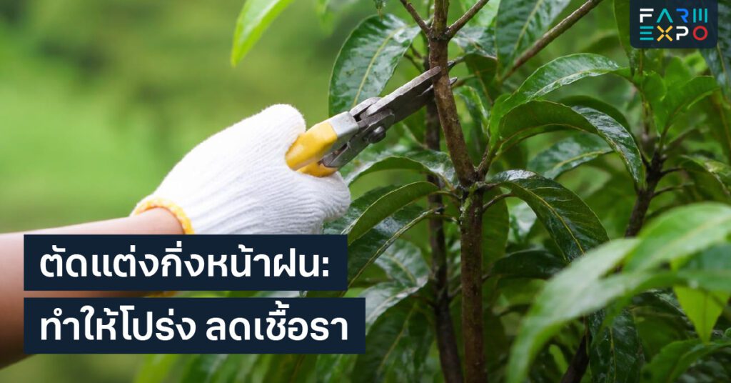 ดินแฉะหน้าฝนน้ำขัง, รากเน่า, ระบายน้ำ, ปรับดิน